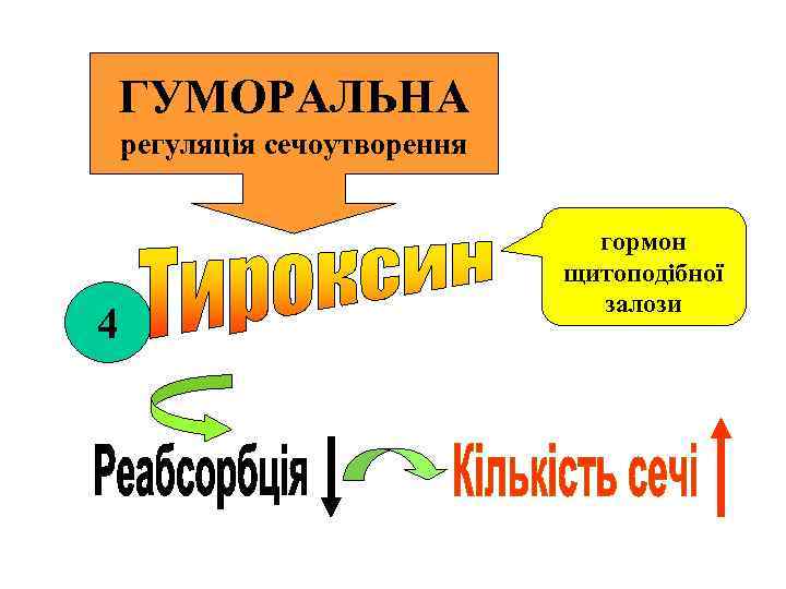 ГУМОРАЛЬНА регуляція сечоутворення 4 гормон щитоподібної залози 