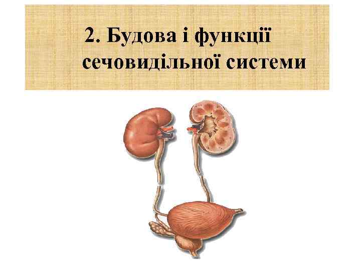 2. Будова і функції сечовидільної системи 