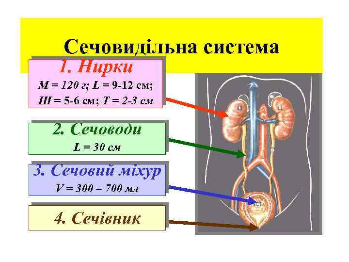 Сечовидільна система 1. Нирки M = 120 г; L = 9 -12 см; Ш