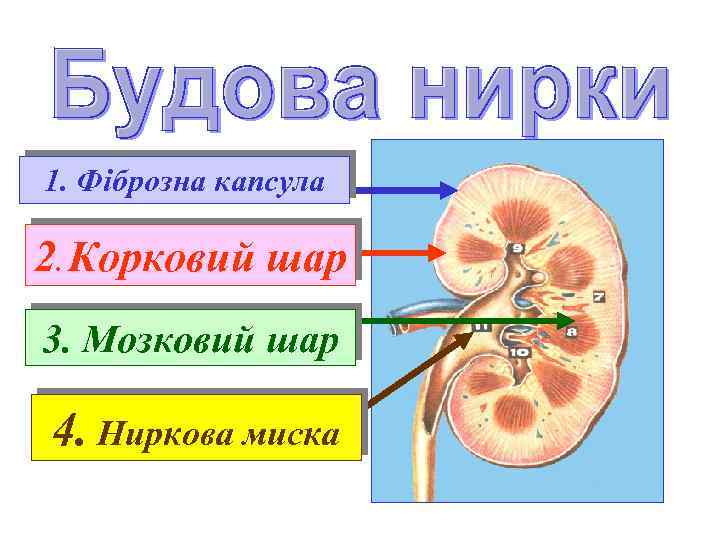 1. Фіброзна капсула 2. Корковий шар 3. Мозковий шар 4. Ниркова миска 