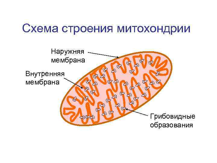 Строение внутренней мембраны митохондрии. Строение мембраны митохондрии. Внешняя мембрана митохондрий. Мембранах Крист митохондрий. Схема строения митохондрии.