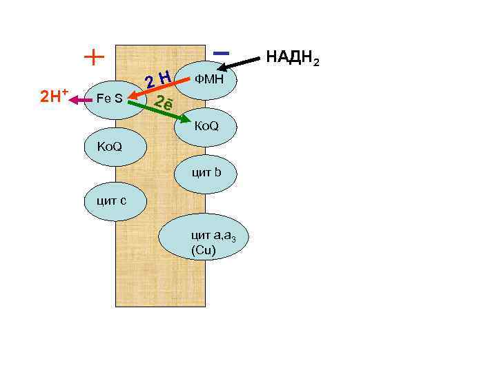 НАДН 2 2 Н+ Fe S 2 Н 2ē ФМН Ко. Q Ko. Q
