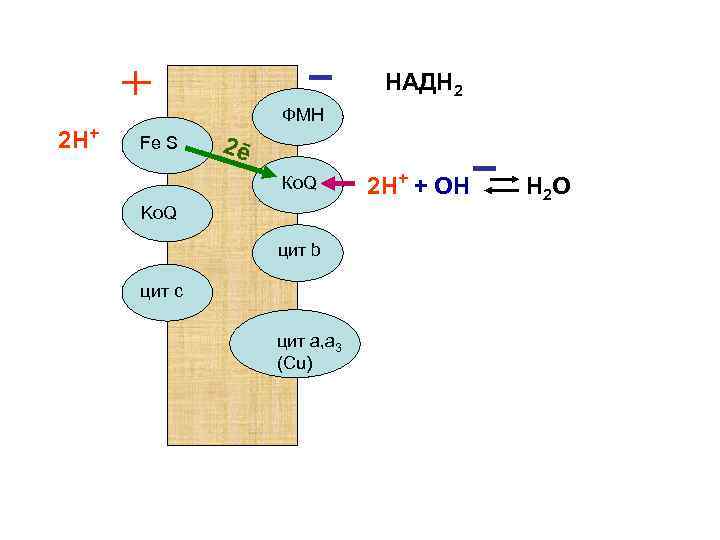 НАДН 2 2 Н+ ФМН Fe S 2ē Ко. Q Ko. Q цит b