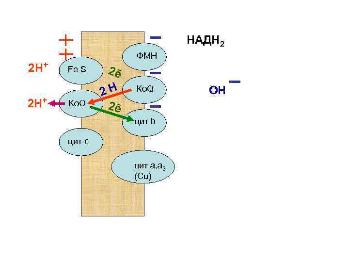НАДН 2 2 Н+ ФМН Fe S Ko. Q 2ē 2 Н 2ē Ко.