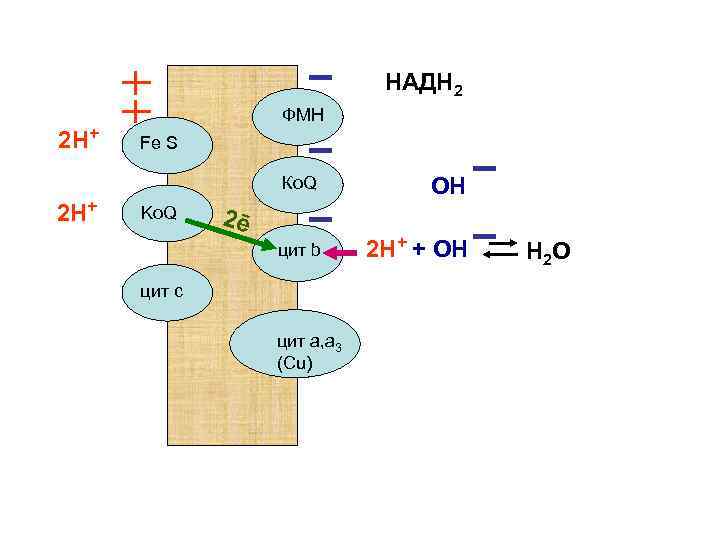 НАДН 2 2 Н+ ФМН Fe S Ко. Q 2 Н+ цит b Ko.