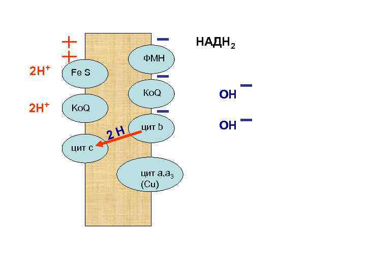 НАДН 2 2 Н+ ФМН Fe S Ко. Q 2 Н+ ОН цит b