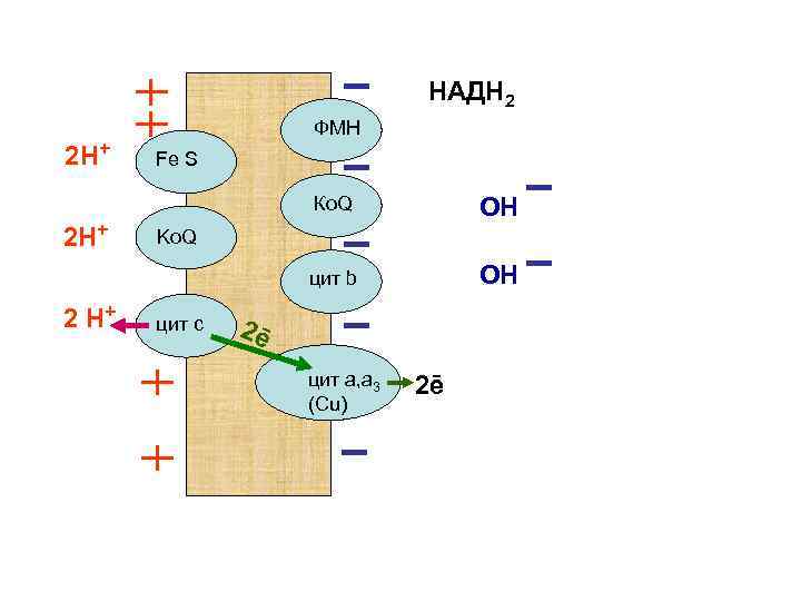 НАДН 2 2 Н+ ФМН Fe S Ко. Q цит b 2 Н+ 2