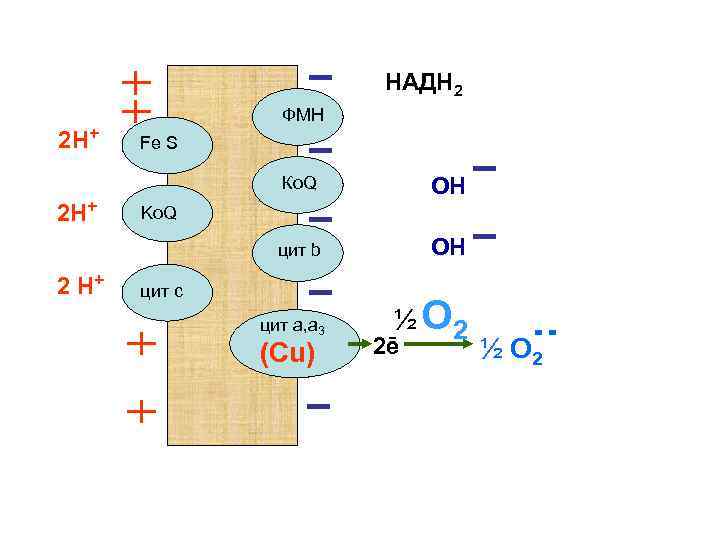 НАДН 2 2 Н+ ФМН Fe S Ко. Q цит b 2 Н+ 2