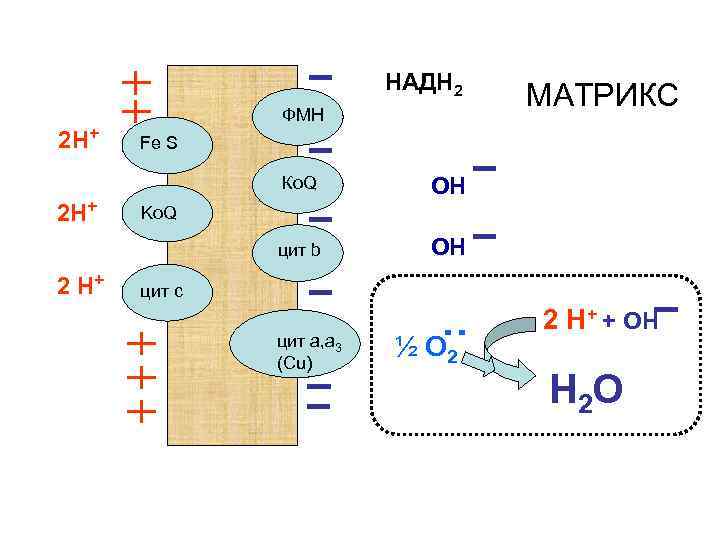 НАДН 2 2 Н+ ФМН Fe S Ко. Q 2 Н+ ОН цит b