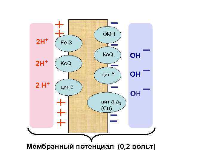 2 Н+ ФМН Fe S Ко. Q цит b 2 Н+ 2 Н+ ОН