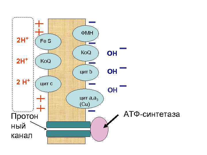 2 Н+ ФМН Fe S Ко. Q цит b 2 Н+ 2 Н+ ОН