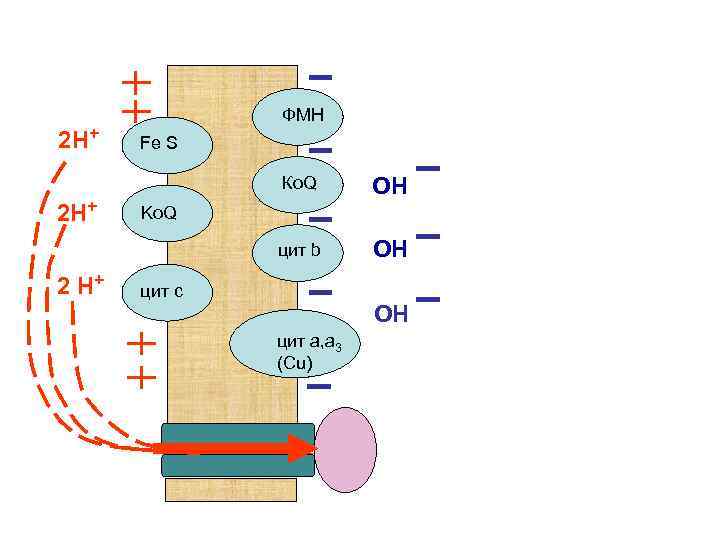 2 Н+ ФМН Fe S Ко. Q цит b 2 Н+ 2 Н+ ОН