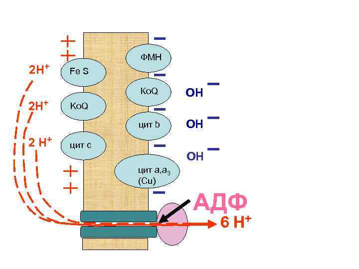2 Н+ ФМН Fe S Ко. Q цит b 2 Н+ 2 Н+ ОН
