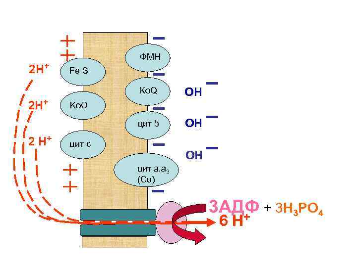 2 Н+ ФМН Fe S Ко. Q цит b 2 Н+ 2 Н+ ОН