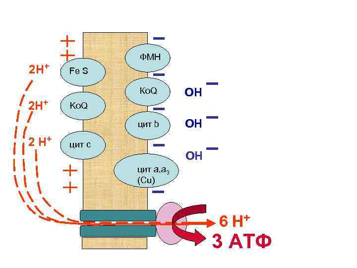 2 Н+ ФМН Fe S Ко. Q цит b 2 Н+ 2 Н+ ОН