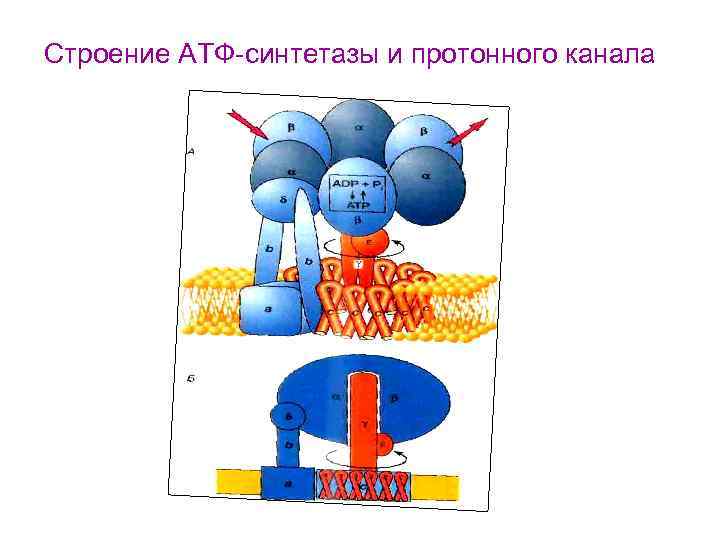 Строение АТФ-синтетазы и протонного канала 