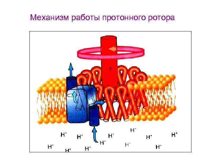 Механизм работы протонного ротора 