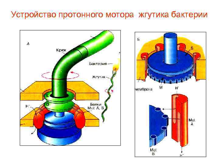 Жгутиковая бактерия фото