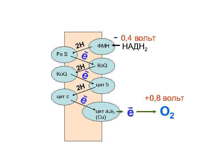 2 Н Ko. Q цит с 2 Н Ко. Q 2 Н Fe S