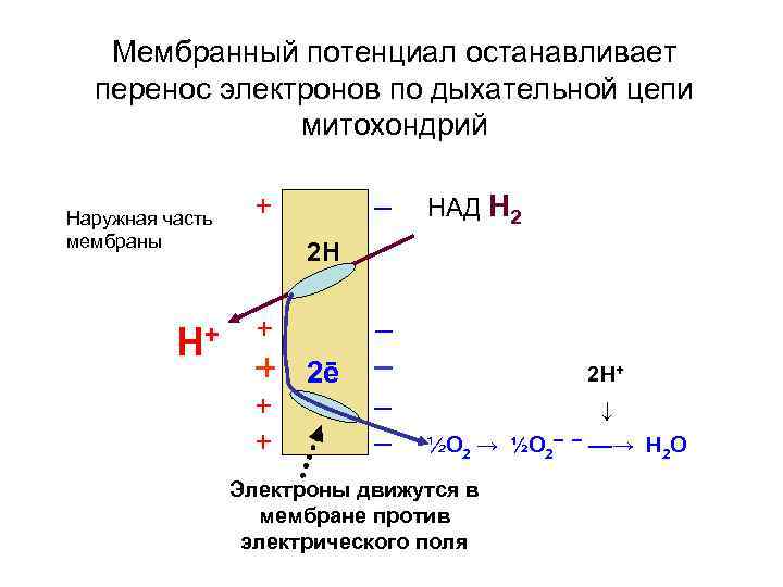 Мембрана потенциалы