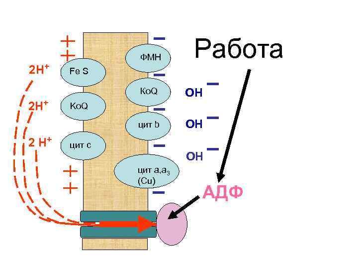 2 Н+ ФМН Работа Fe S Ко. Q цит b 2 Н+ 2 Н+