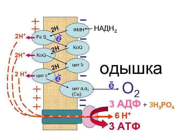 2 Н+ 2 Н Ko. Q цит с 2 Н цит b НАДН 2