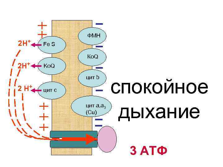2 Н+ ФМН Fe S Ко. Q 2 Н+ Ko. Q цит b 2