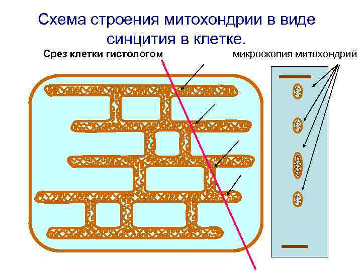 Схема строения митохондрии в виде синцития в клетке. Срез клетки гистологом микроскопия митохондрий 