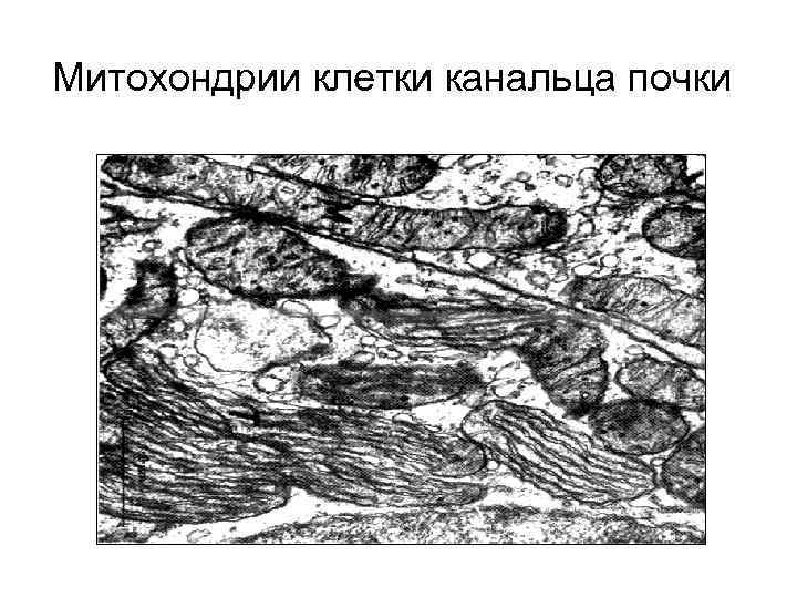 Митохондрии клетки канальца почки 