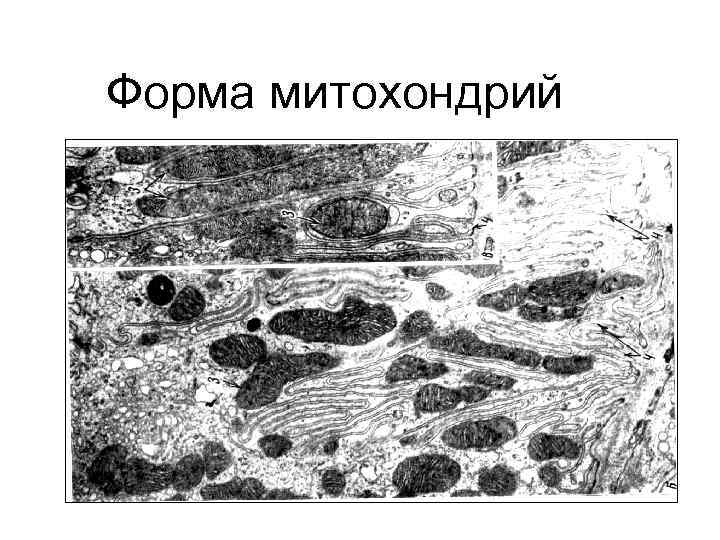 Форма митохондрий 