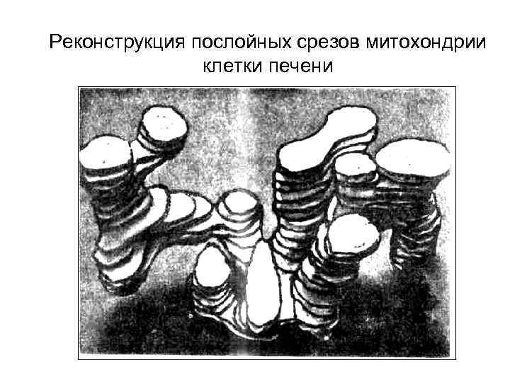 Реконструкция послойных срезов митохондрии клетки печени 