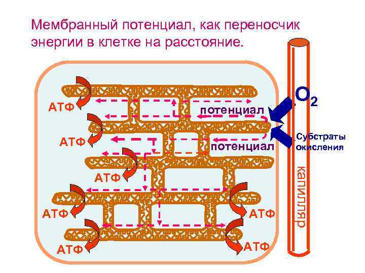 Мембранный потенциал, как переносчик энергии в клетке на расстояние. АТФ потенциал АТФ АТФ Субстраты