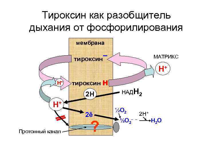 Тироксин как разобщитель дыхания от фосфорилирования мембрана тироксин – МАТРИКС Н+ Н+ тироксин Н