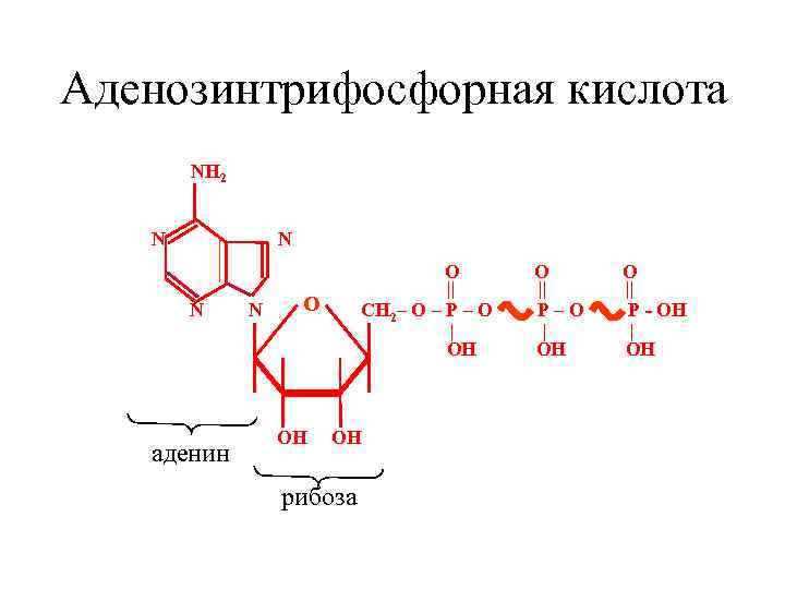 Аденозинтрифосфорная кислота NH 2 N N N аденин N О || CH 2– O