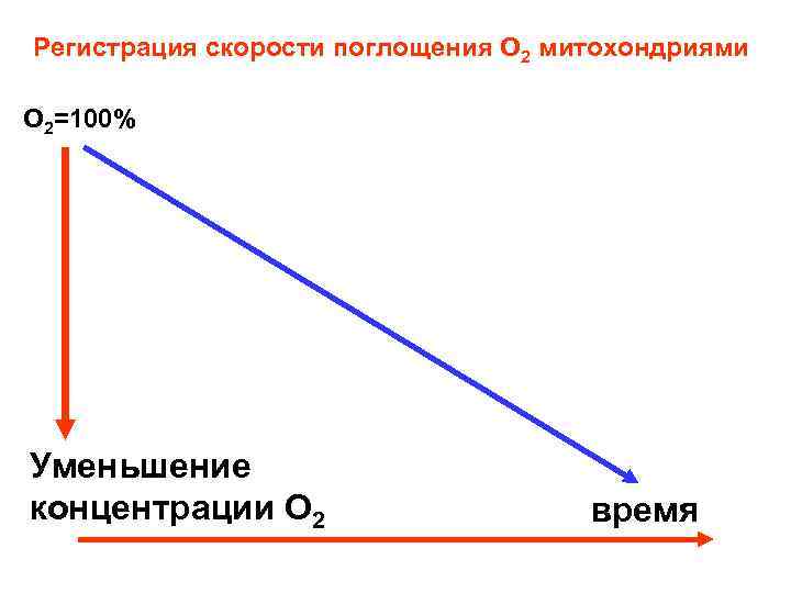 Регистрация скорости поглощения О 2 митохондриями О 2=100% Уменьшение концентрации О 2 время 
