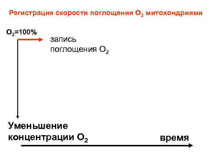 Регистрация скорости поглощения О 2 митохондриями О 2=100% запись поглощения О 2 Уменьшение концентрации