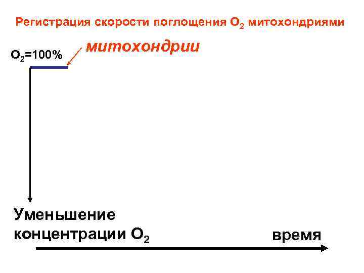 Регистрация скорости поглощения О 2 митохондриями О 2=100% митохондрии Уменьшение концентрации О 2 время