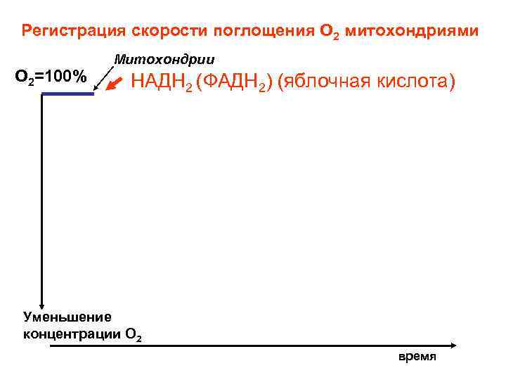 Регистрация скорости поглощения О 2 митохондриями О 2=100% Митохондрии НАДН 2 (ФАДН 2) (яблочная