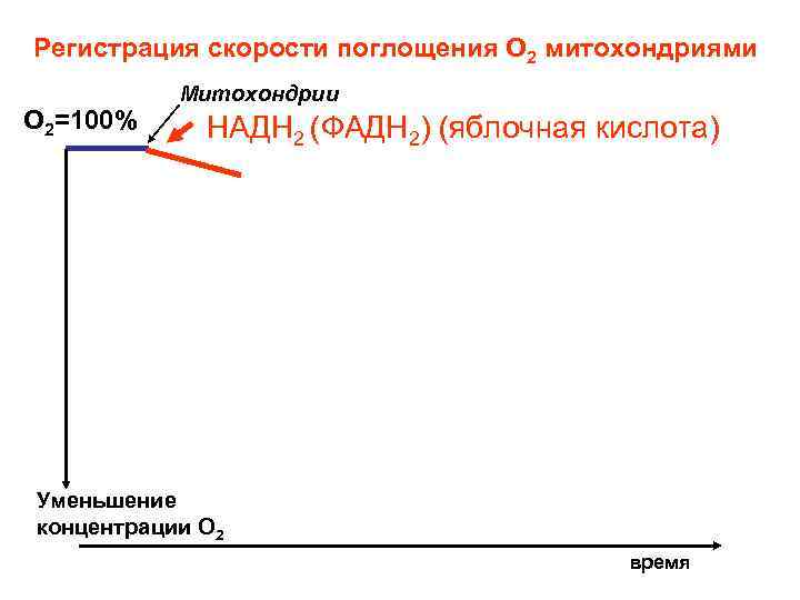 Регистрация скорости поглощения О 2 митохондриями О 2=100% Митохондрии НАДН 2 (ФАДН 2) (яблочная