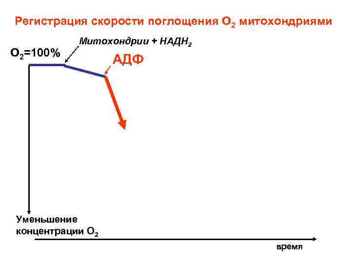 Регистрация скорости поглощения О 2 митохондриями О 2=100% Митохондрии + НАДН 2 АДФ Уменьшение