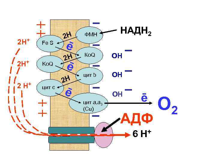 2 Н+ 2 Н+ Fe S Ko. Q цит с НАДН 2 2 Н