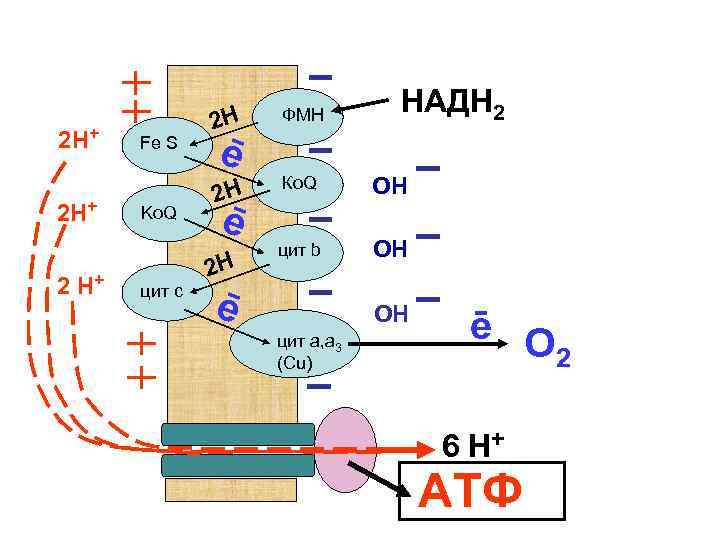 2 Н+ 2 Н+ Fe S Ko. Q цит с НАДН 2 2 Н