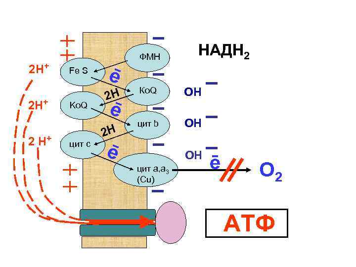 2 Н+ 2 Н+ ФМН Fe S Ko. Q цит с НАДН 2 ē