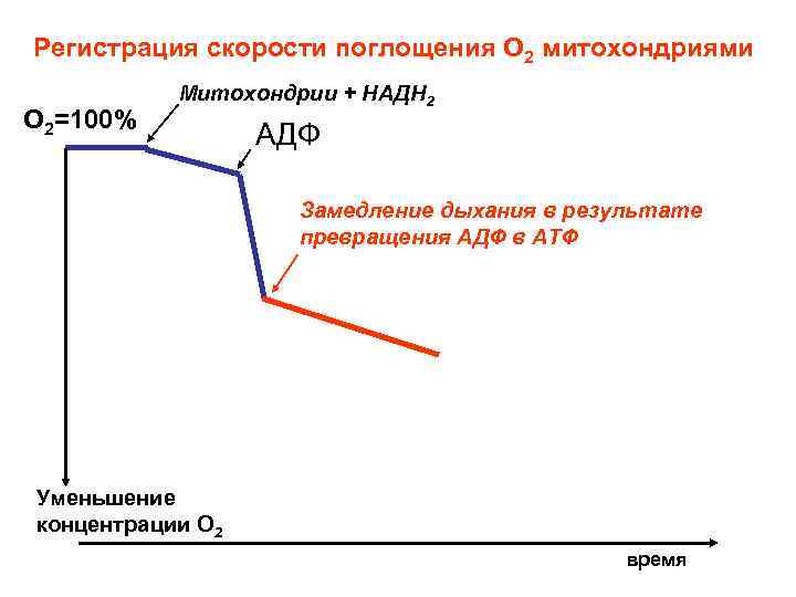Регистрация скорости поглощения О 2 митохондриями О 2=100% Митохондрии + НАДН 2 АДФ Замедление