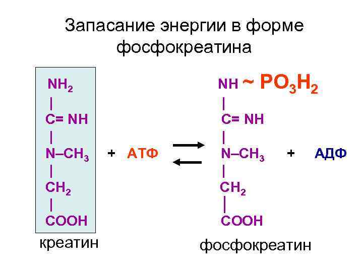 Запасание энергии у человека