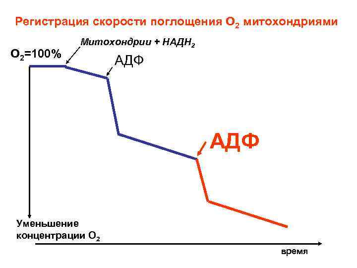 Регистрация скорости поглощения О 2 митохондриями О 2=100% Митохондрии + НАДН 2 АДФ Уменьшение