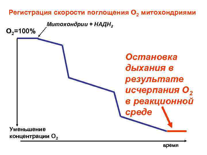 Регистрация скорости поглощения О 2 митохондриями О 2=100% Митохондрии + НАДН 2 Остановка дыхания