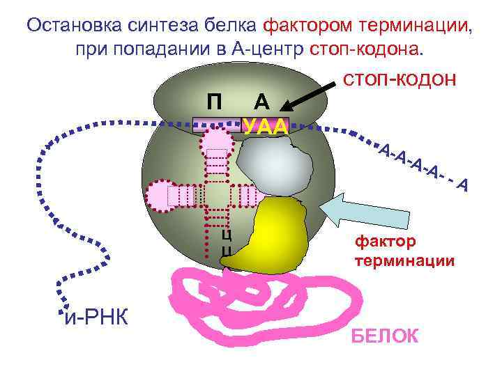 Биосинтез белка кодон