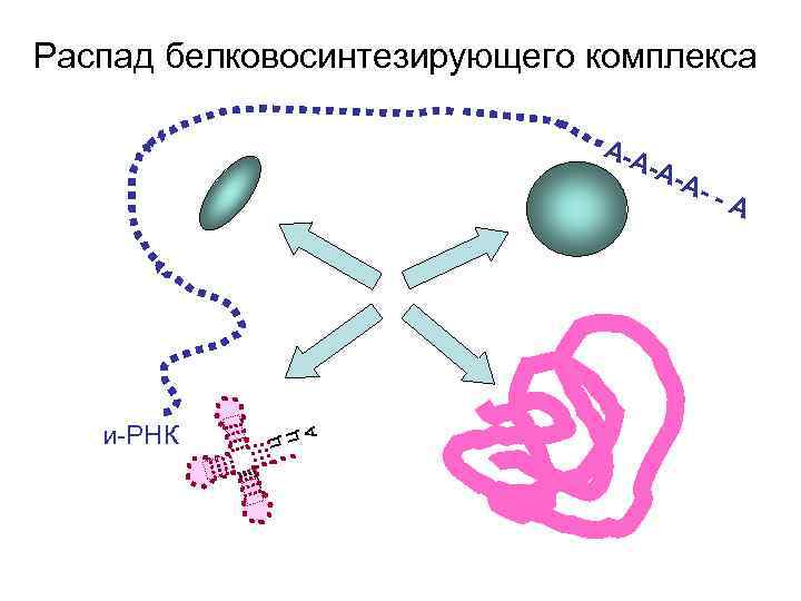 Распад белковосинтезирующего комплекса А-А и-РНК Ц Ц А -А- А- -А 