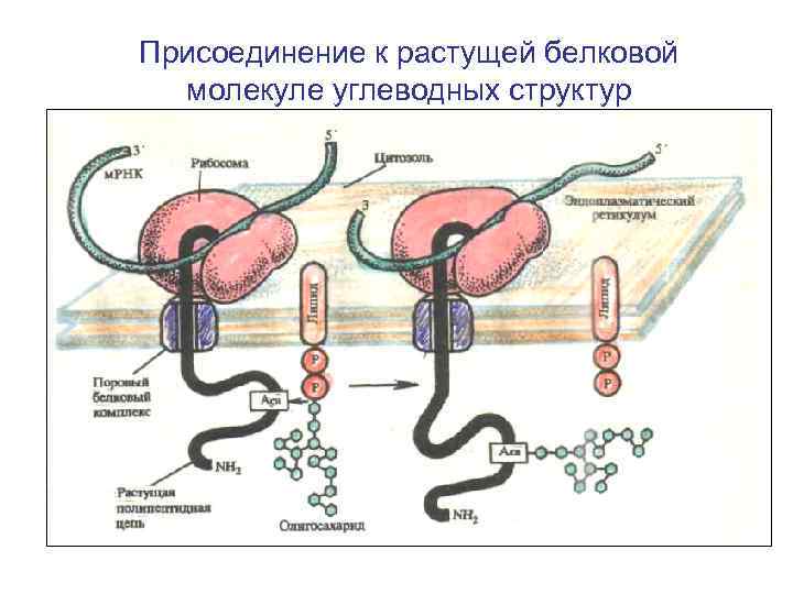 Присоединение к растущей белковой молекуле углеводных структур 